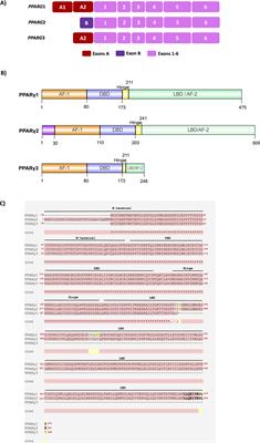 Familial partial lipodystrophy resulting from loss-of-function PPARγ pathogenic variants: phenotypic, clinical, and genetic features